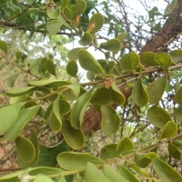 Taxillus cuneatus (B.Heyne) Danser